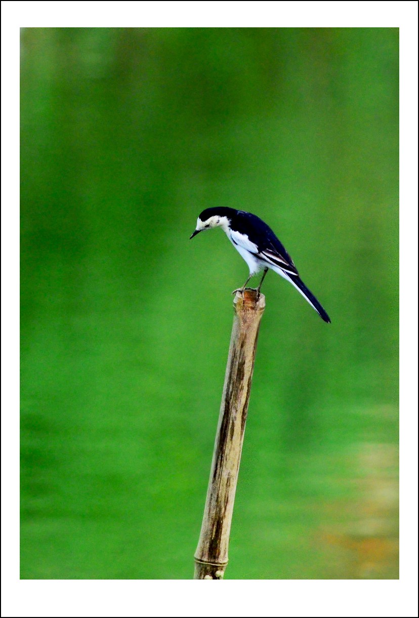 DSC_9011_conew1.jpg