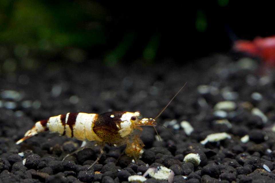 bnwshrimp2.jpg