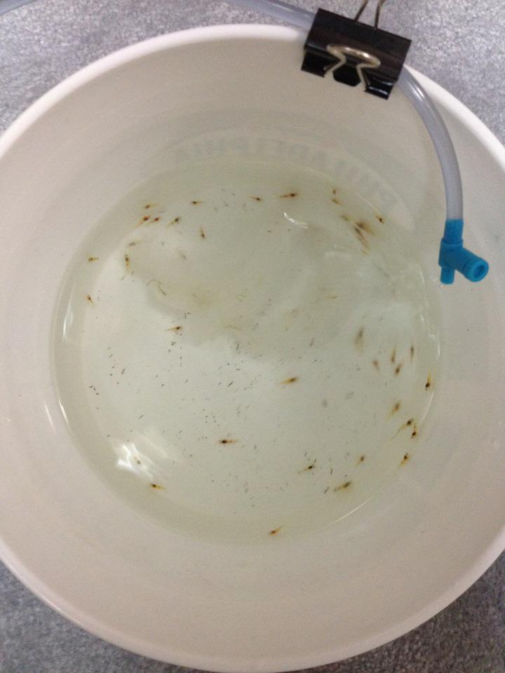 baby shrimp.jpg