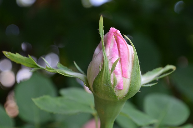 DSC_0012.JPG