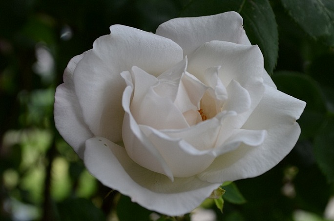 DSC_0208.JPG