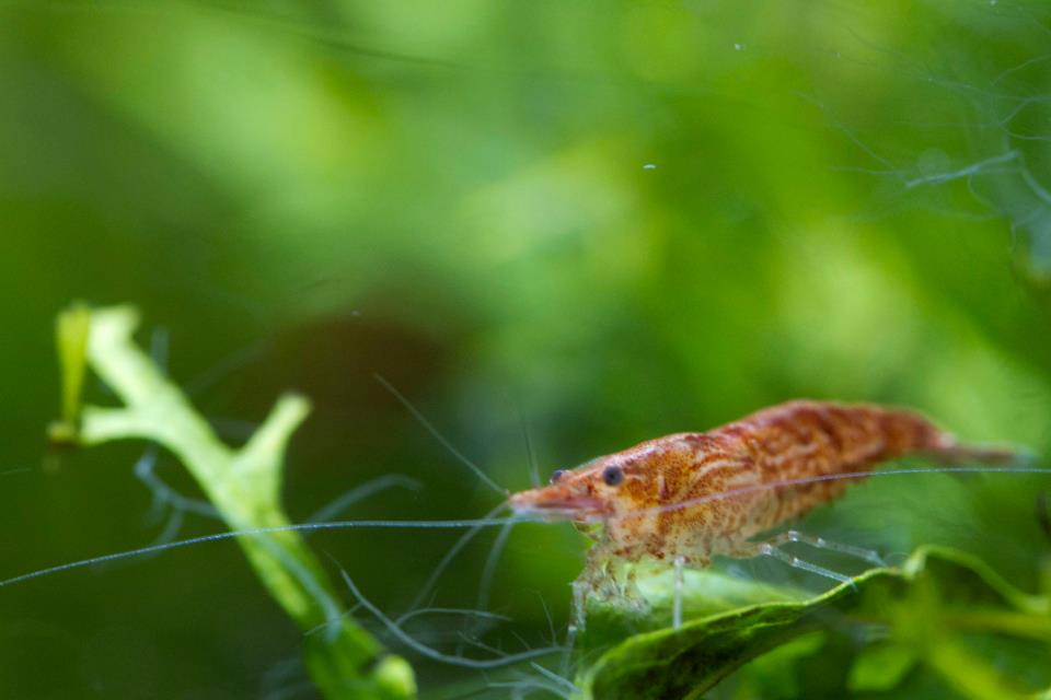 red shrimp.jpg