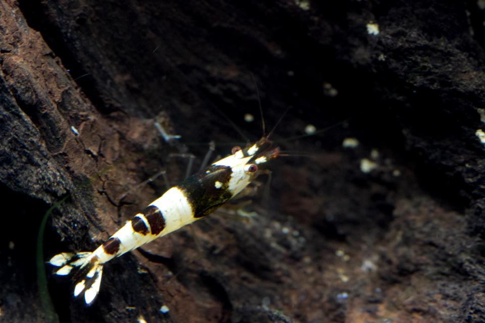 bnwshrimp1.jpg