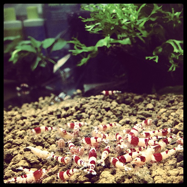 red shrimp.jpg