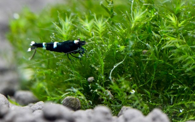 blackshrimp.jpg