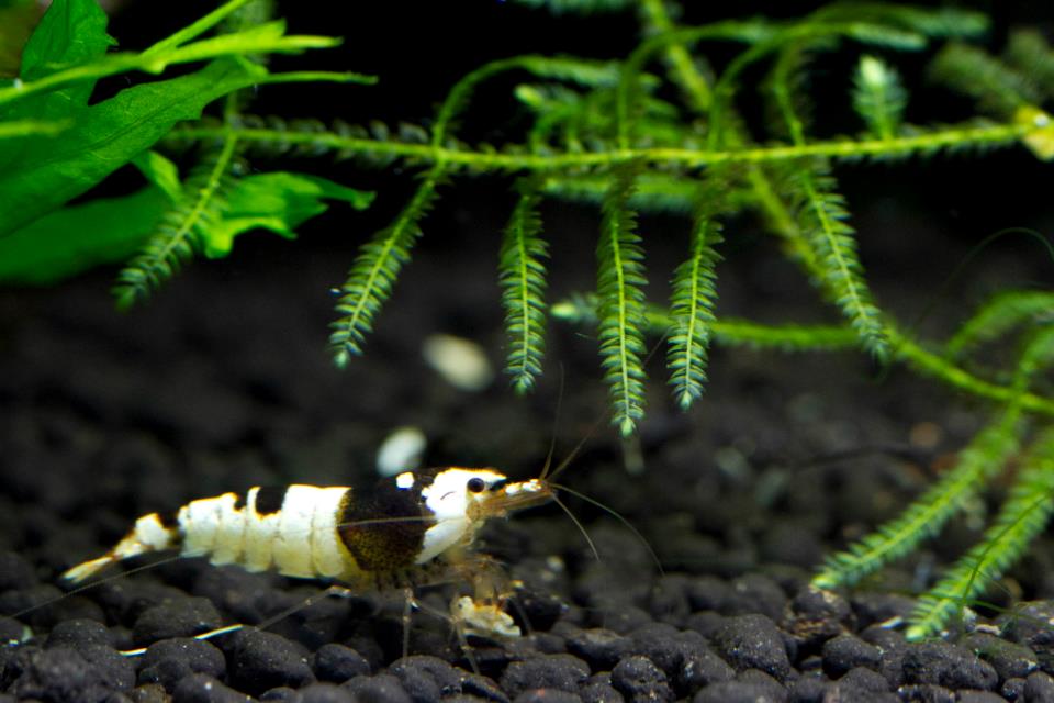 bnwshrimp.jpg