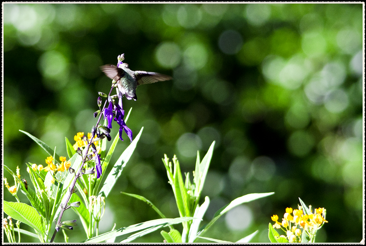 DSC_9653.jpg