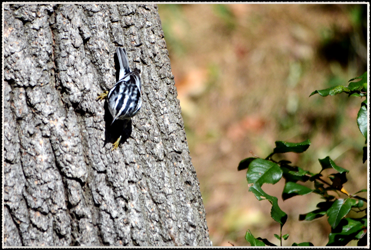DSC_9667.jpg