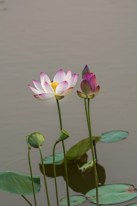 DSC_9590.jpg