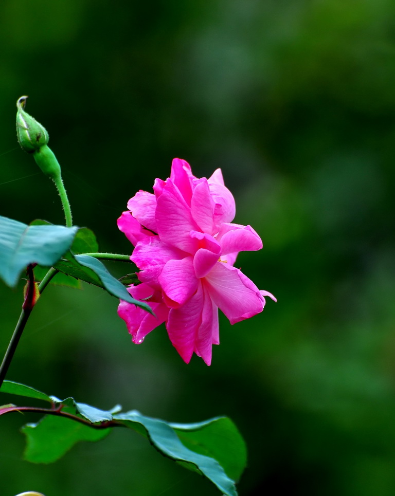 DSC_6961s.jpg