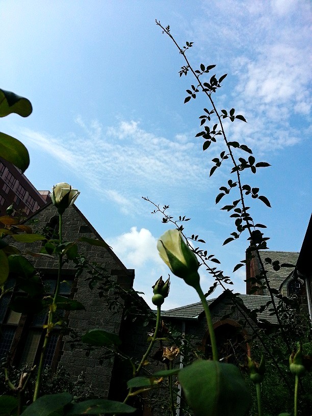 20130828_105132_conew1.jpg