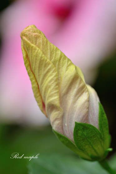 DSC_2498_����.png