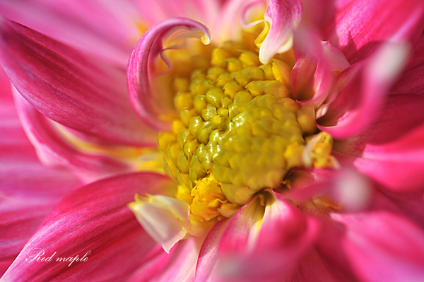 DSC_2592_����.png