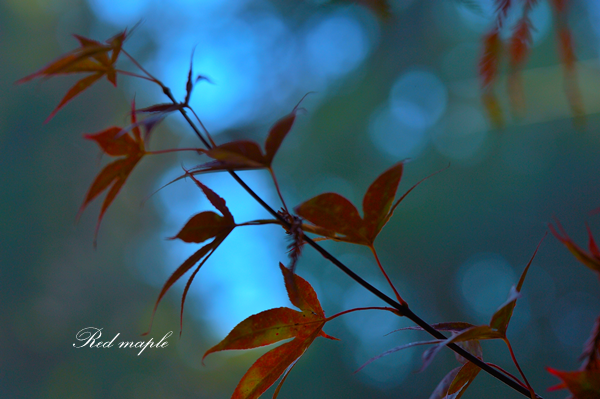 DSC_2705_����.png