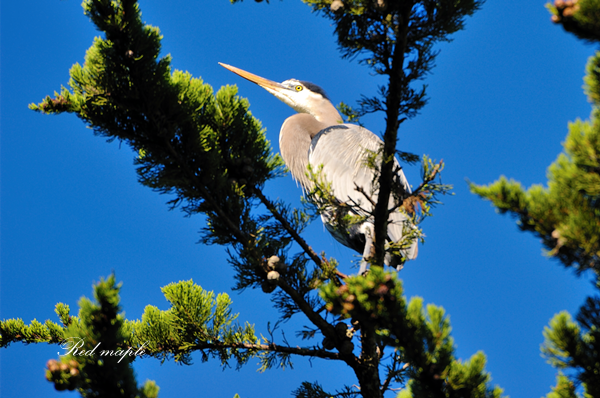 DSC_9813_����.png