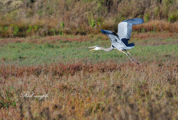 DSC_9807_����.png