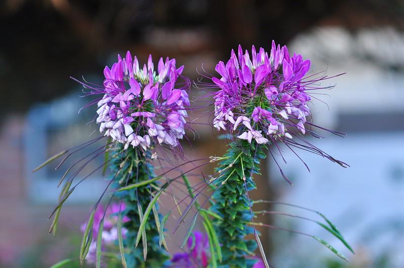 DSC_0641_����.jpg
