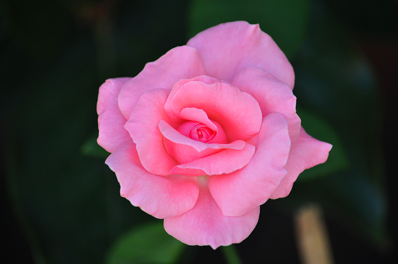 DSC_0921_����.jpg