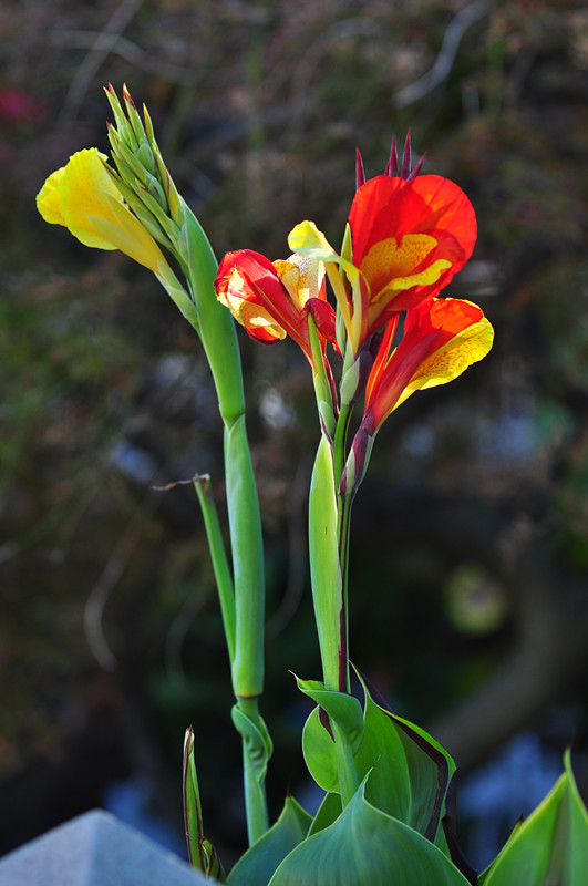 DSC_0608_����.jpg