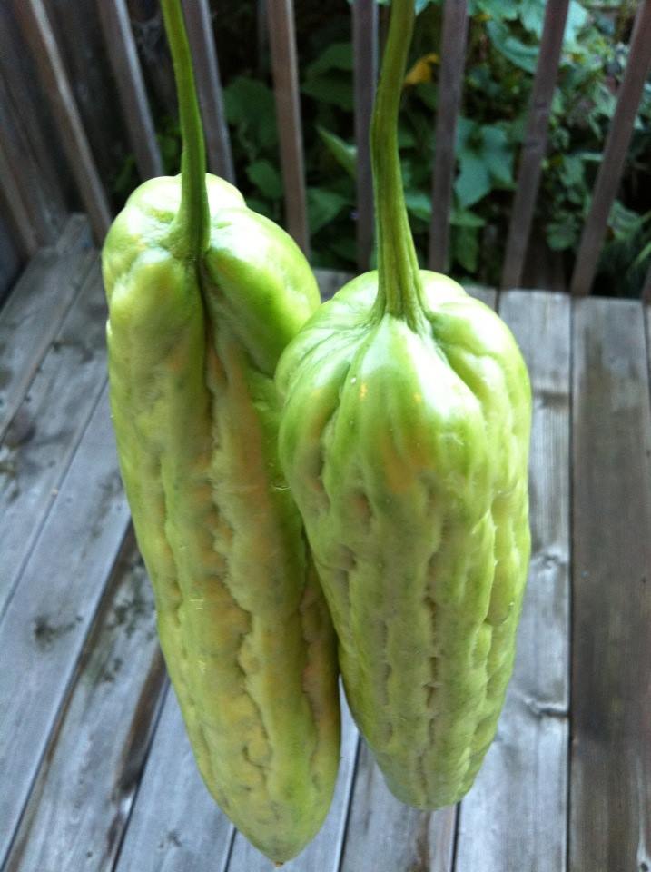 bitter melon4.jpg