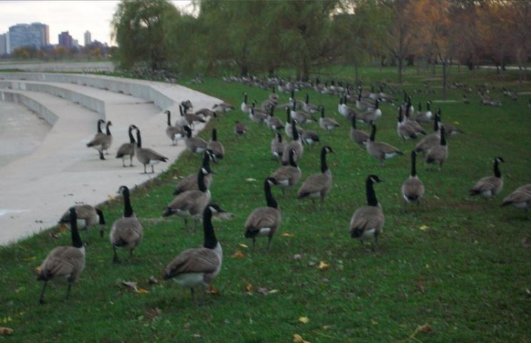 Chicago_Lake.JPG