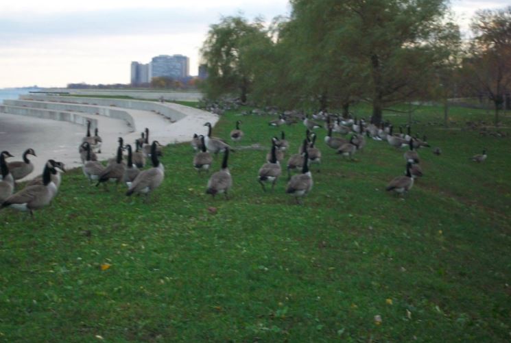 Chicago_Lake2.JPG