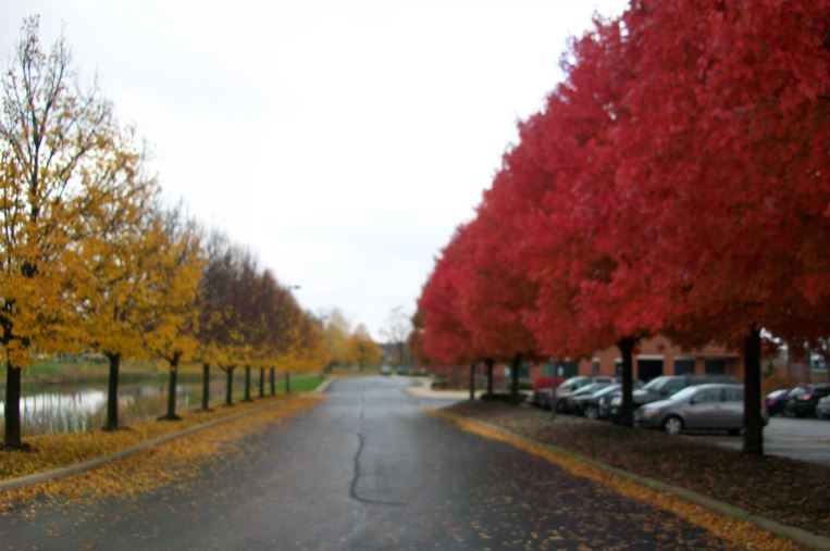 Chicago_Fall_5.JPG