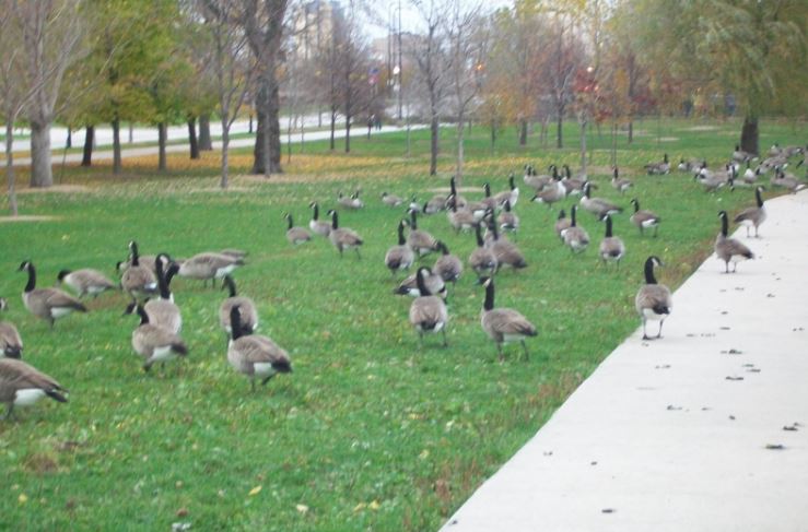 Chicago_Lake1.JPG