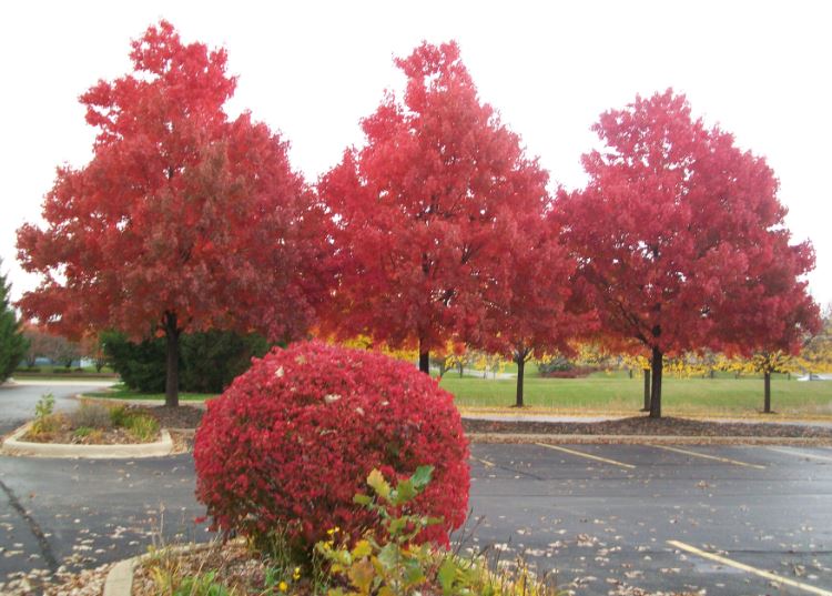 Chicago_Fall_11.JPG