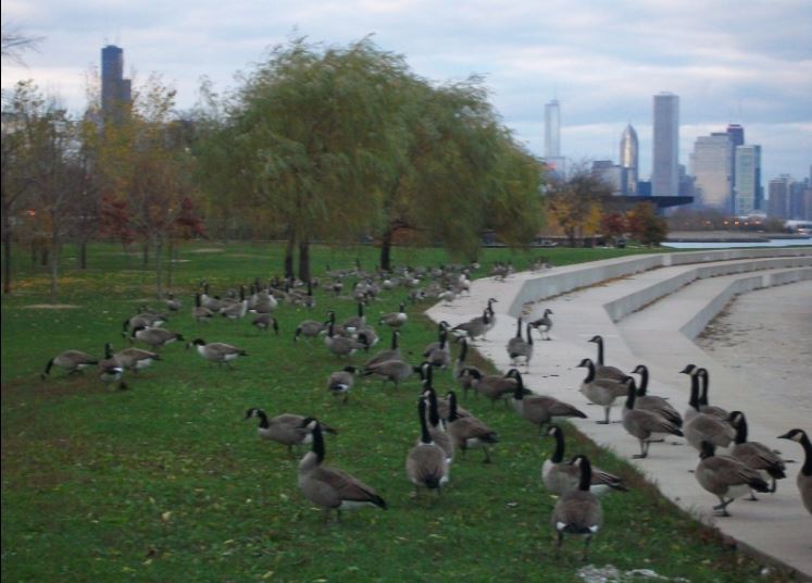 Chicago_Lake3.JPG