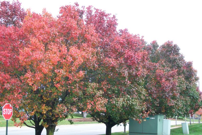 Chicago_Fall_12.JPG