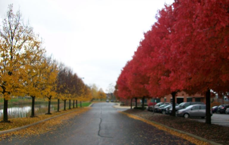 Chicago_Fall_9.JPG