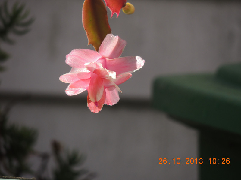 flower 1172_.jpg