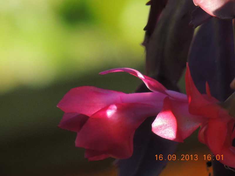flower 943_.jpg