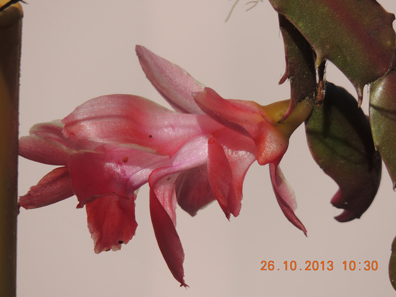 flower 1188_.jpg