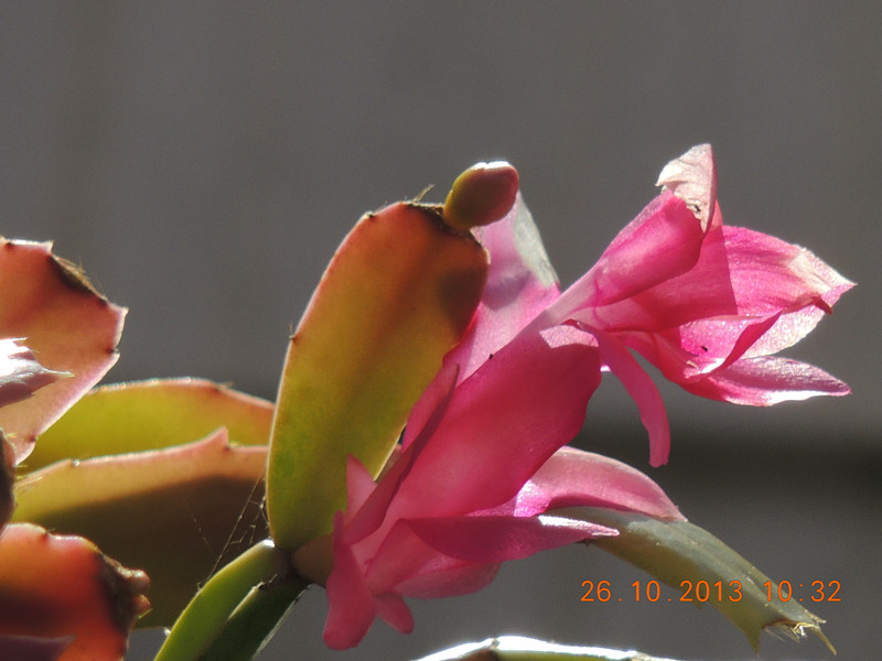 flower 1193_.jpg