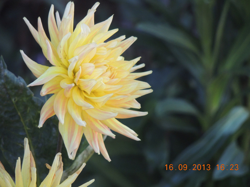 flower 975_.jpg