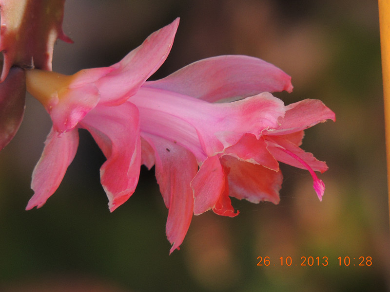 flower 1181_.jpg
