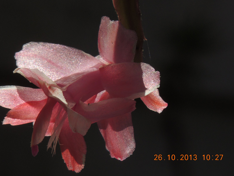 flower 1177_.jpg