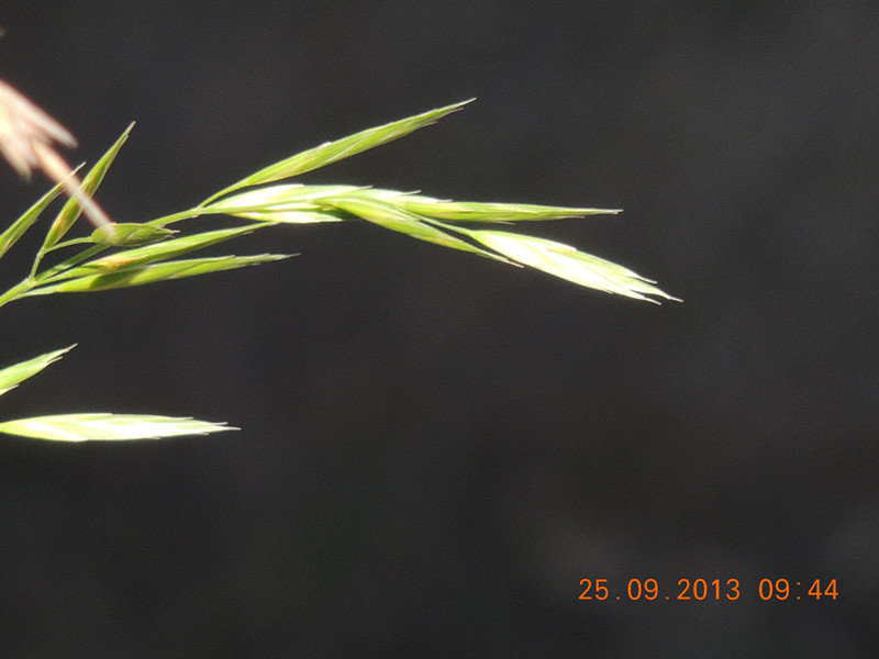 flower 1067_.jpg