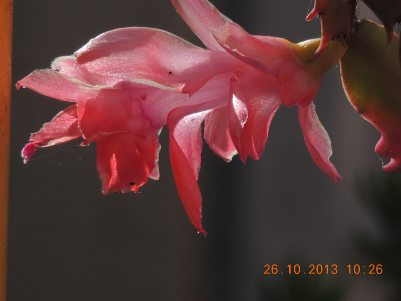 flower 1174_.jpg