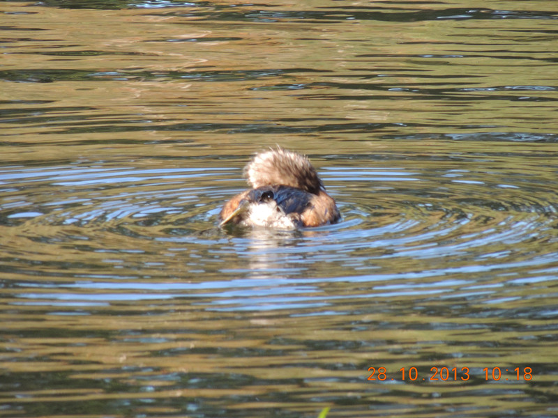 Golden gate park 043_.jpg