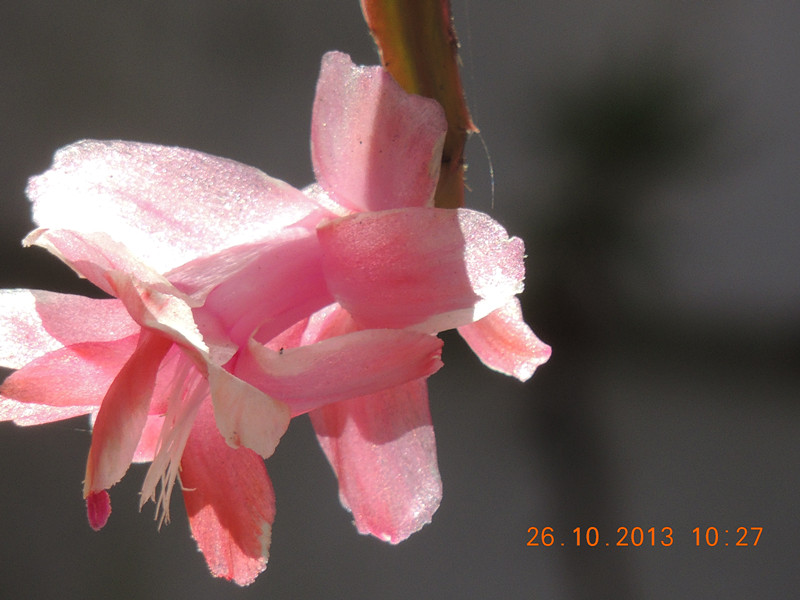 flower 1176_.jpg
