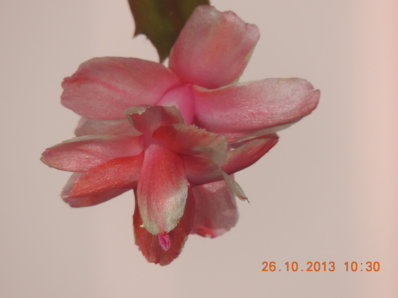 flower 1190_.jpg
