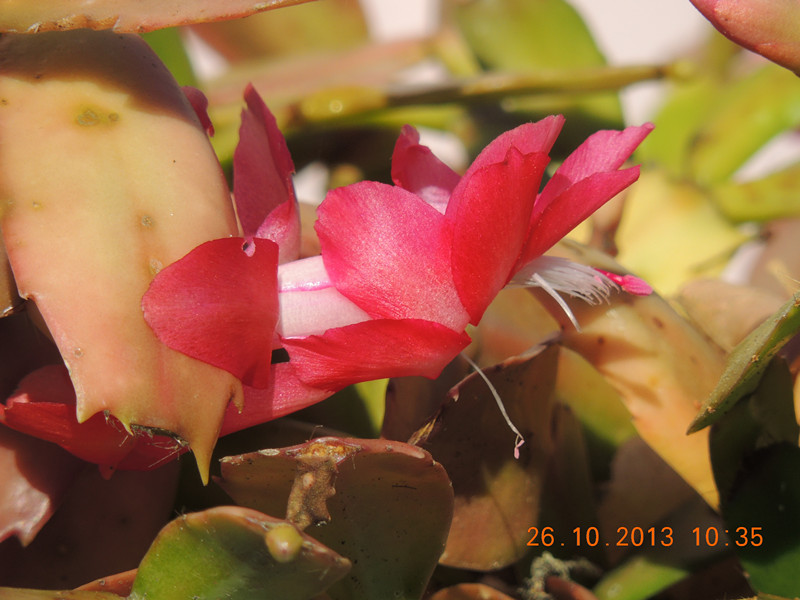 flower 1202_.jpg