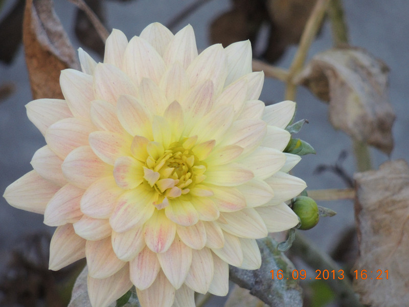flower 967_.jpg
