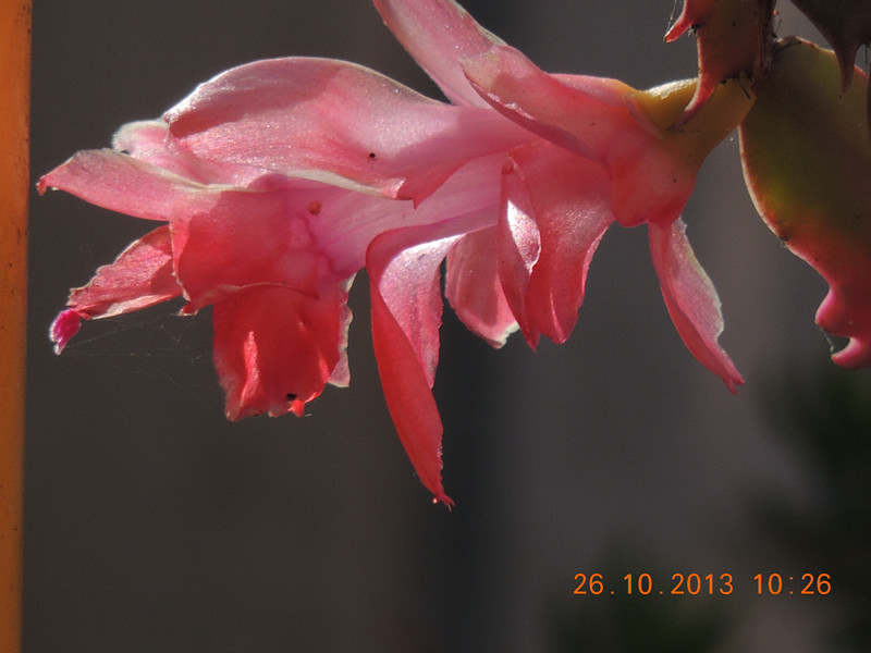 flower 1173_.jpg
