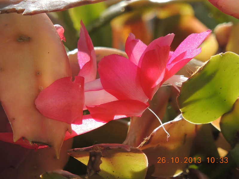 flower 1199_.jpg