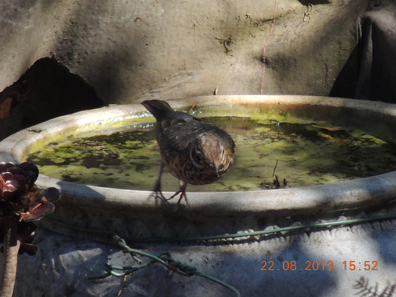 bird 274_.jpg
