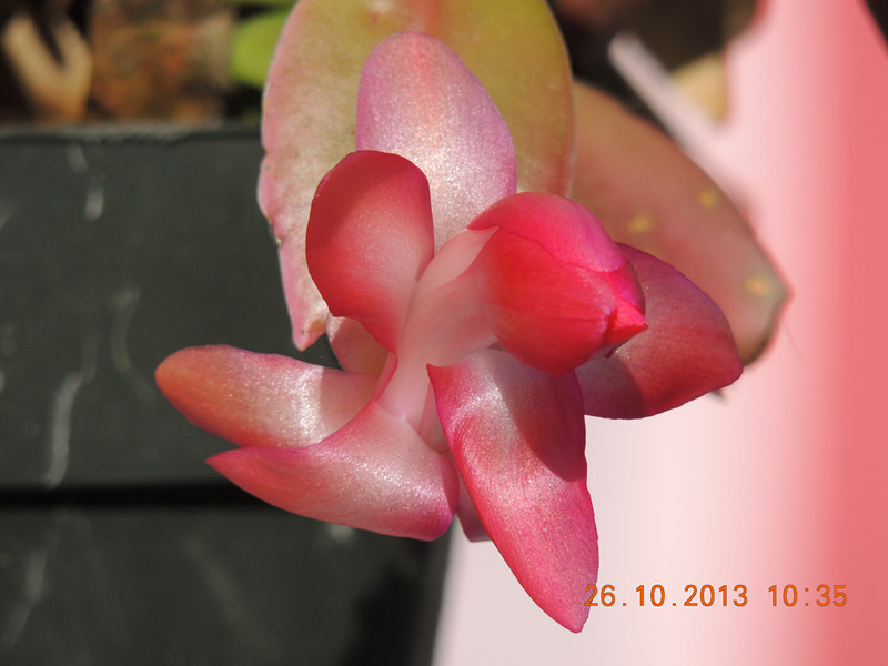 flower 1203_.jpg